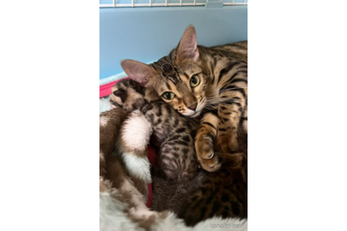 販売中のベンガルの親猫